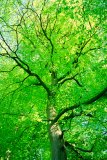  Beech (Fagus sylvatica)