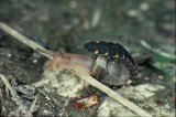  Glow-worm (Lampyris noctiluca) larva on Kentish snail (Monacha cantiana)
