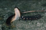  Glow-worm (Lampyris noctiluca) larva attacking slug