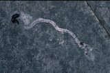  Slug attacked by glow-worm (Lampyris noctiluca) larva