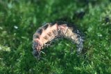  Female glow-worm (Lampyris noctiluca) emerging from pupal skin