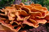  Chicken of the woods (Laetiporus sulphureus)