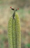  Hazel catkins and flowers (Corylus avellana)