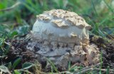  Solitary agaric (Amanita echinocephala)