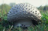  Solitary agaric (Amanita echinocephala)